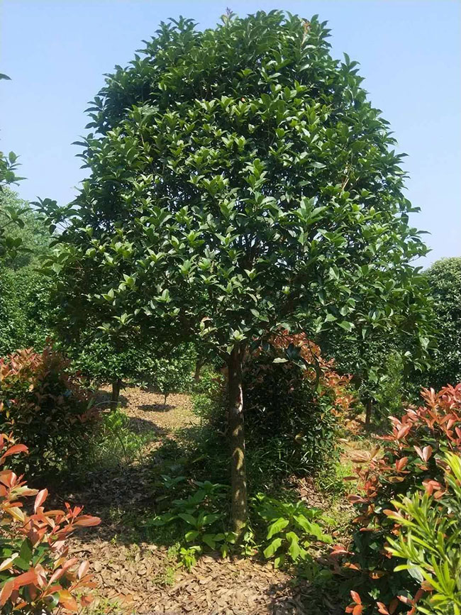 种植桂花树赚钱吗?种植桂花树成本与利润