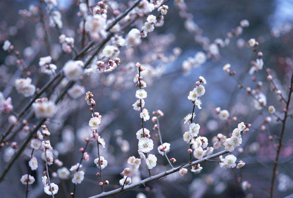 梅花的花语是什么？梅花的寓意和象征