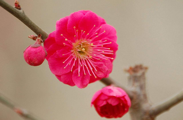 梅花的花语是什么？梅花的寓意和象征