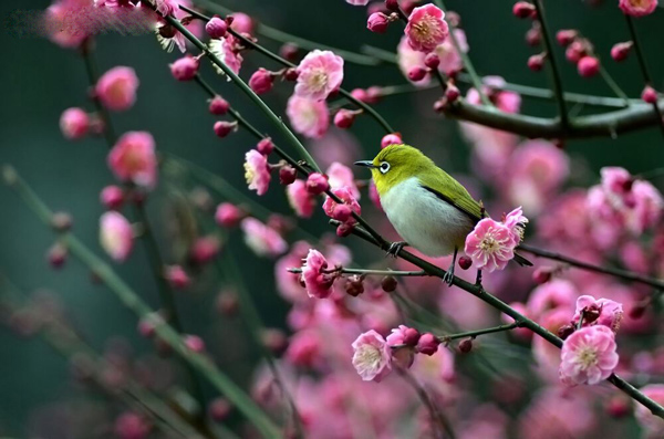 梅花的花语是什么？梅花的寓意和象征