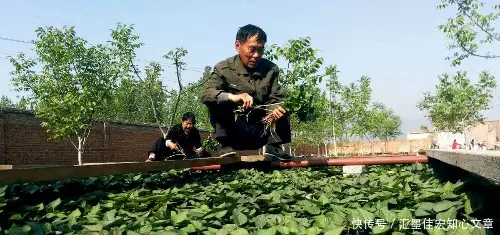 红薯致富经_致富红薯种植人是谁_红薯种植致富的人