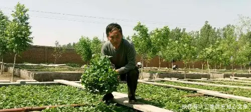 红薯致富经_红薯种植致富的人_致富红薯种植人是谁