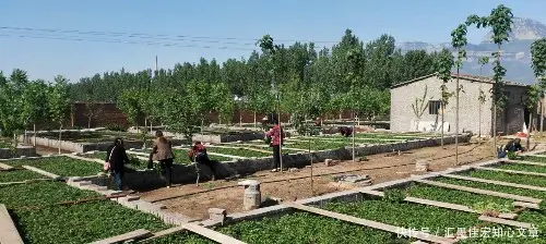 致富红薯种植人是谁_红薯种植致富的人_红薯致富经