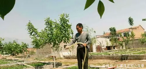 红薯种植致富的人_红薯致富经_致富红薯种植人是谁