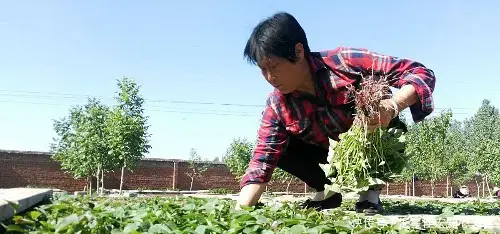 红薯种植致富的人_致富红薯种植人是谁_红薯致富经