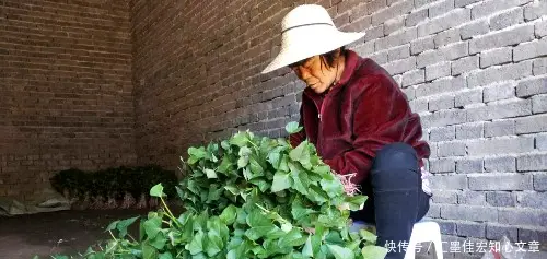 致富红薯种植人是谁_红薯种植致富的人_红薯致富经