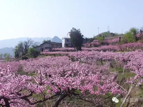 包山种植致富_包山种什么赚钱_包山种药材