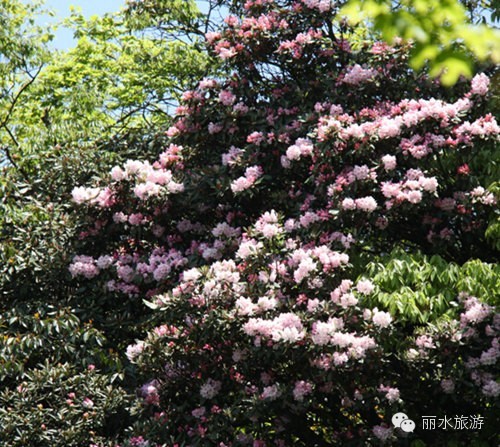 包山种药材_包山种什么赚钱_包山种植致富