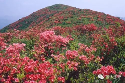 包山种植致富_包山种什么赚钱_包山种药材