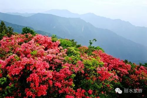 包山种植致富_包山种药材_包山种什么赚钱