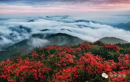 包山种什么赚钱_包山种植致富_包山种药材