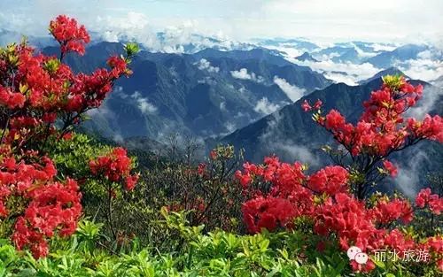 包山种植致富_包山种什么赚钱_包山种药材