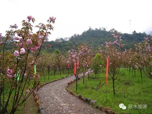 包山种什么赚钱_包山种植致富_包山种药材