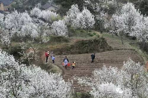 包山种药材_包山种什么赚钱_包山种植致富