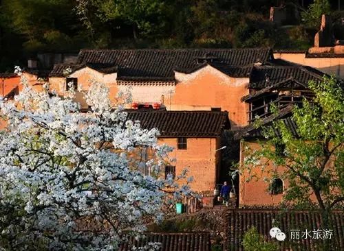 包山种植致富_包山种什么赚钱_包山种药材