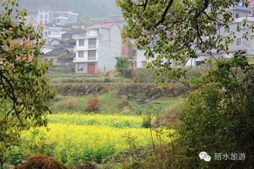 包山种植致富_包山种药材_包山种什么赚钱