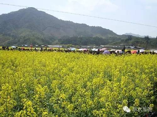 包山种药材_包山种植致富_包山种什么赚钱