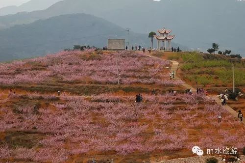 包山种植致富_包山种什么赚钱_包山种药材