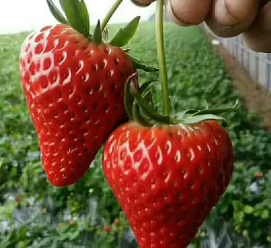 大棚药材种植成本与利润_大棚的种植药材管理技术_药材大棚种植管理技术规范