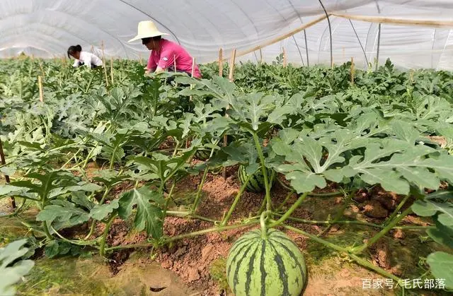 西瓜种植技术｜大棚西瓜的温度和湿度管理要点