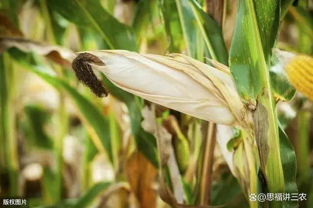 玉米施肥种植技术要点_玉米施肥种植技术视频_玉米种植施肥技术