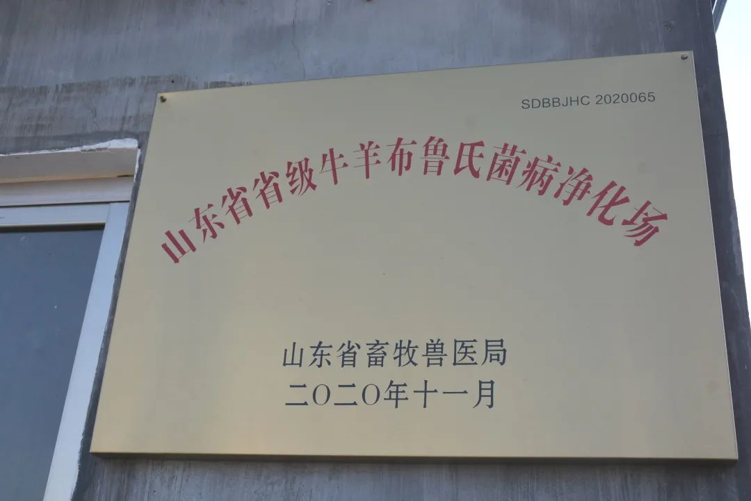 致富经司全军青山羊_致富经养殖青山羊视频_致富经青山羊