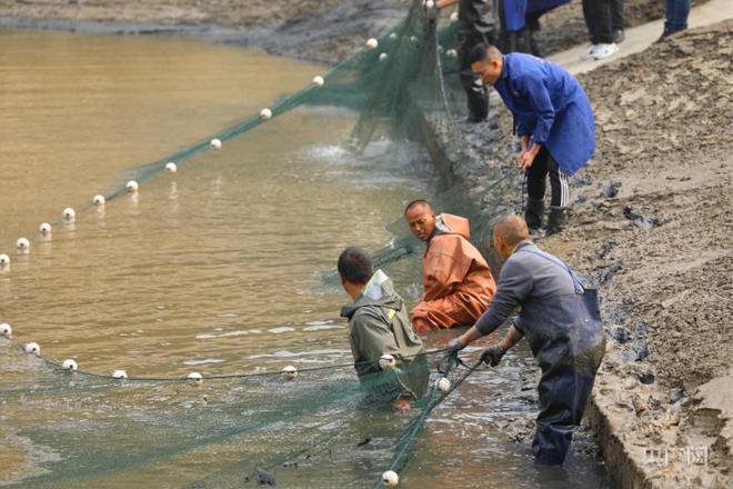 水库养草鱼怎么养殖_水库养殖草鱼技术视频_水库养殖草鱼技术