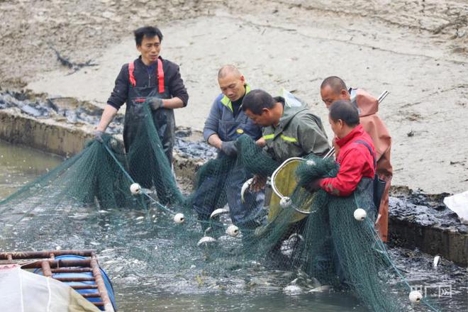 水库养殖草鱼技术视频_水库养草鱼怎么养殖_水库养殖草鱼技术