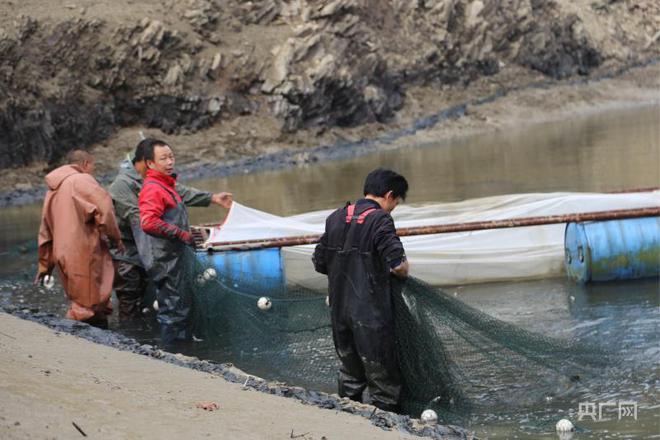 水库养草鱼怎么养殖_水库养殖草鱼技术_水库养殖草鱼技术视频