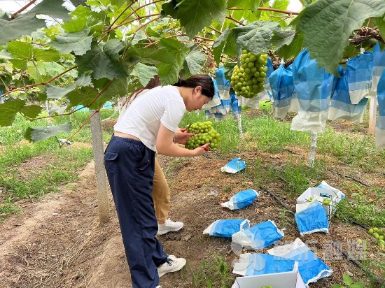 香菇致富经_致富经泥墙出香菇_致富经香菇赚千万