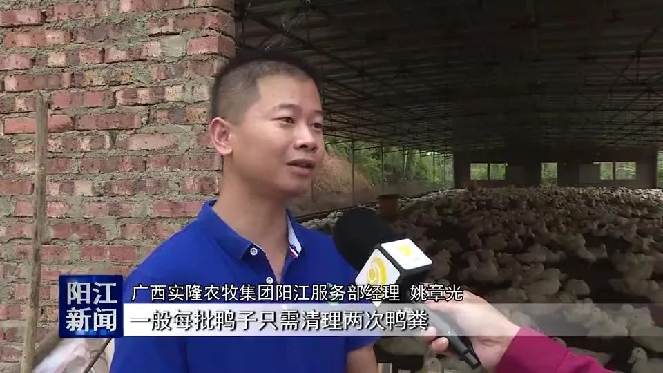 致富鸭子喂养水草好吗_水草喂养鸭子的致富经_致富鸭子喂养水草视频