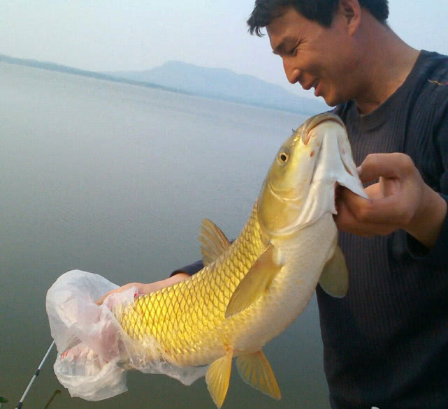 水库养殖草鱼技术要点_水库养草鱼怎么养殖_水库养殖草鱼技术