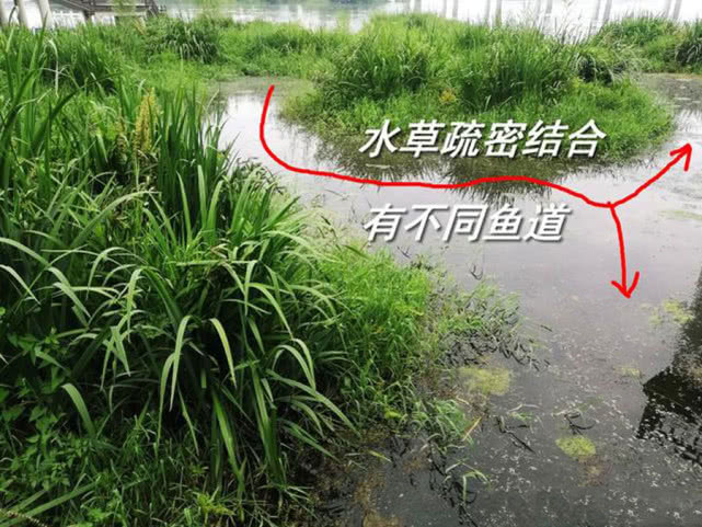 水库养草鱼怎么养殖_水库养殖草鱼技术_水库养殖草鱼技术要点