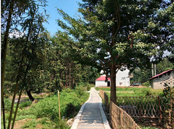 安徽池州种植致富路_地黄种植致富_农村种植致富好项目