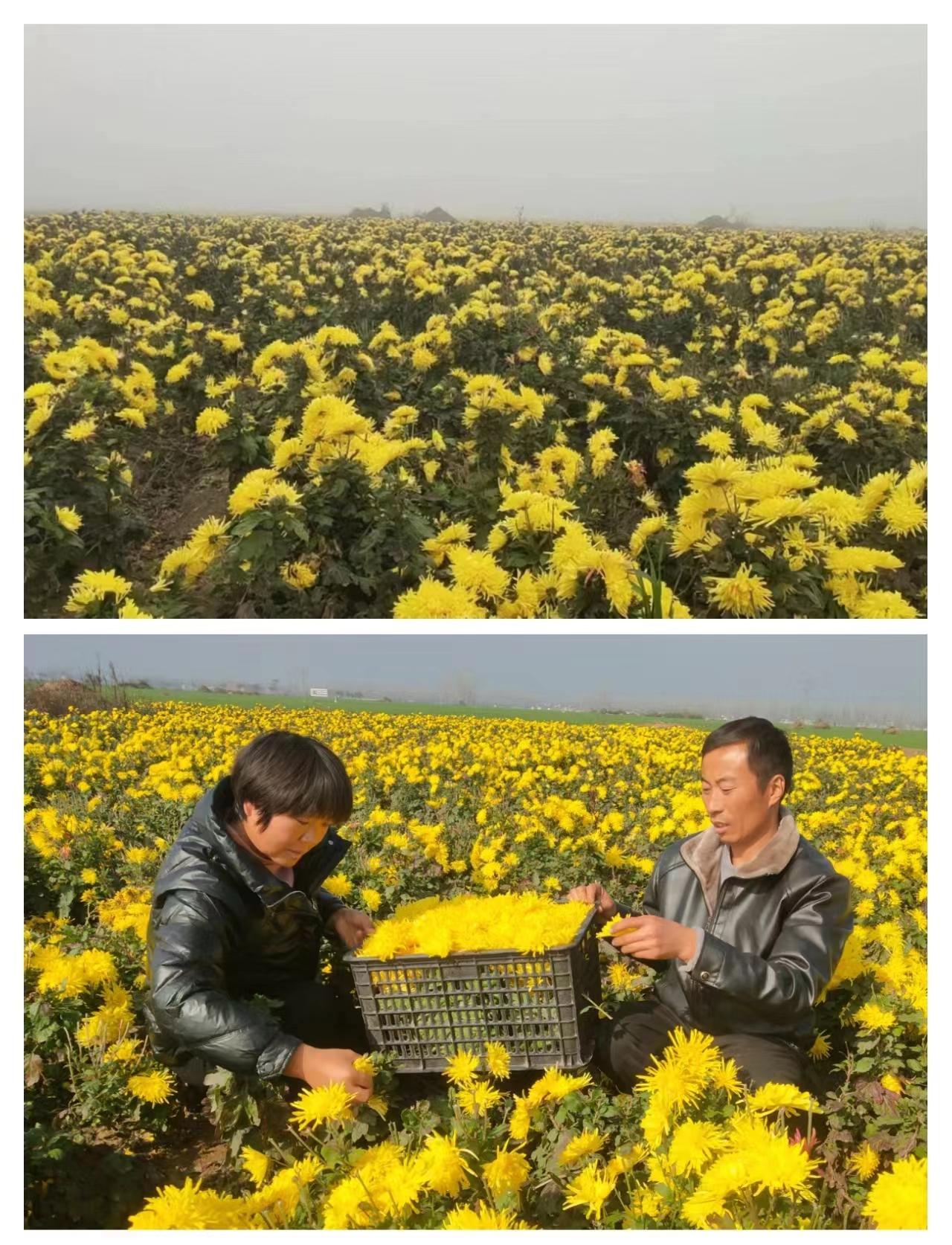 种植致富项目_致富经种植业_农村致富项目种植业