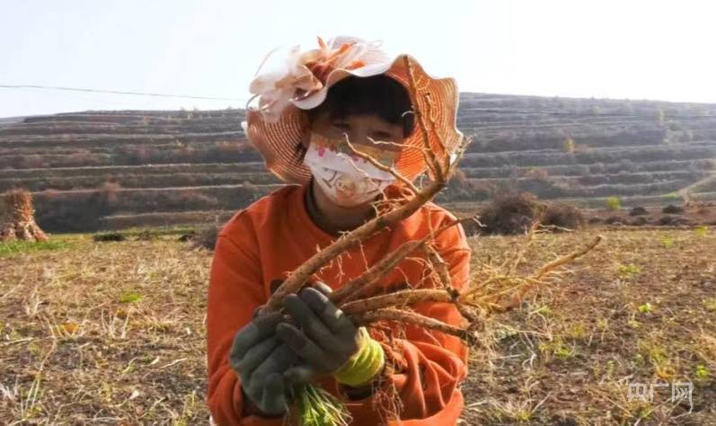 甘肃漳县：种植中药材 开出“富民方”