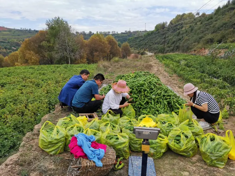 党参种植致富_致富种植党参怎么样_种植党参的有利条件