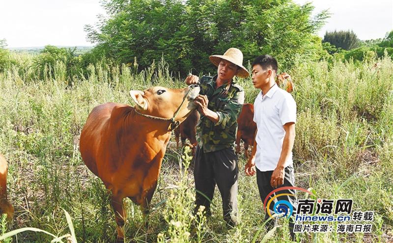 澄迈村民王槐志用心琢磨“养牛经”一家人成功脱贫摘帽