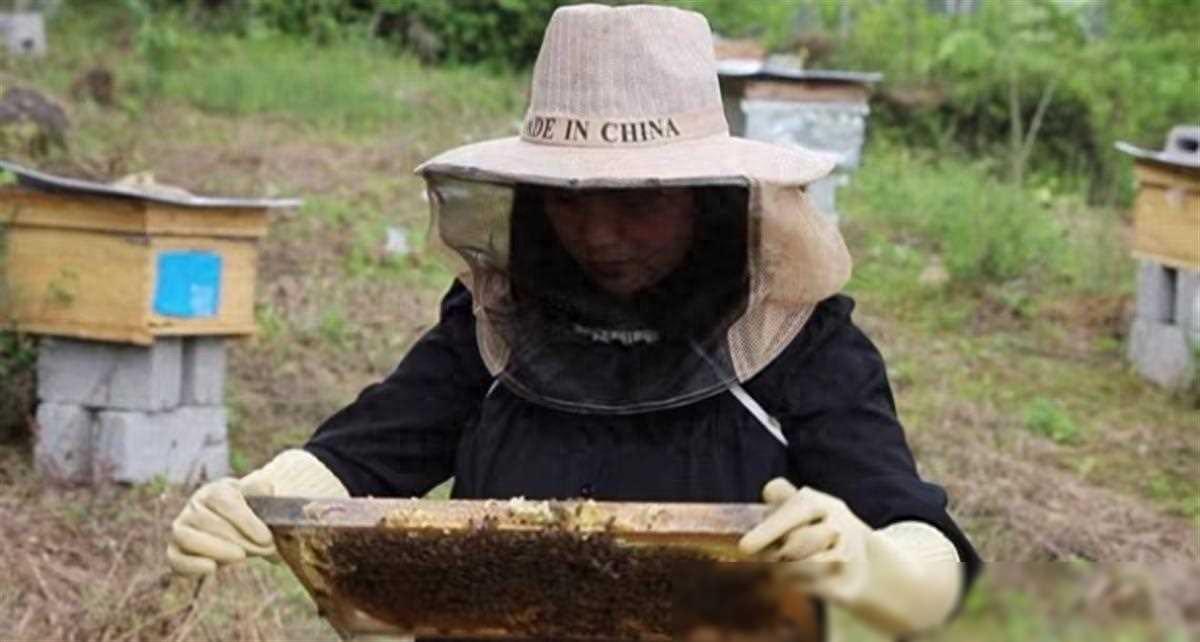 广西妹子远嫁湖北恩施，酿就致富好“蜂”景