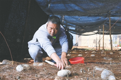 羊肚菌蹚出羊头山“致富路”