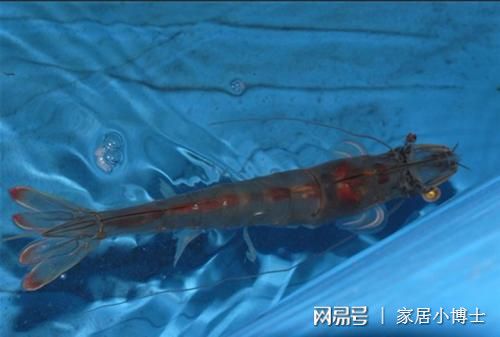 工厂化淡水虾养殖视频_淡水虾工厂化养殖技术_淡水虾养殖设备