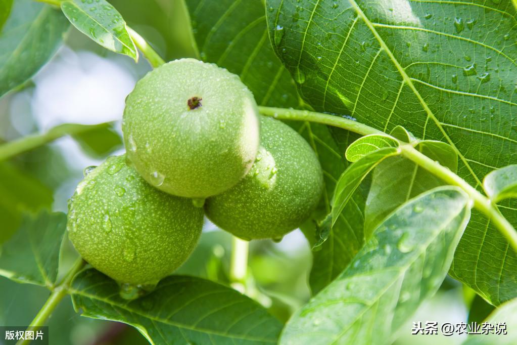 核桃种植收益怎么样_致富核桃种植方法_致富经核桃种植