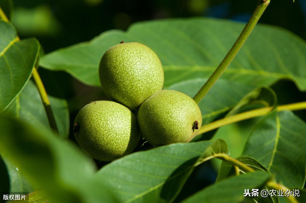 致富经核桃种植_核桃种植收益怎么样_致富核桃种植方法