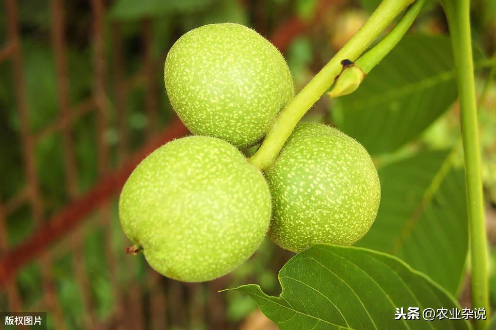 致富经核桃种植_致富核桃种植方法_核桃种植收益怎么样