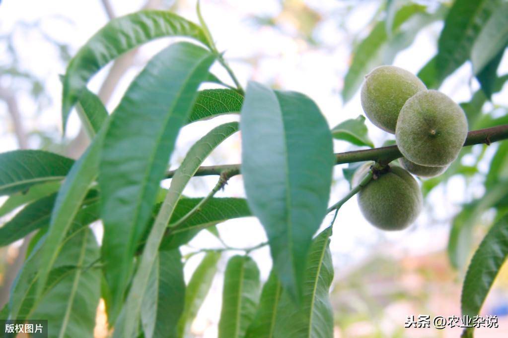 核桃种植收益怎么样_致富经核桃种植_致富核桃种植方法