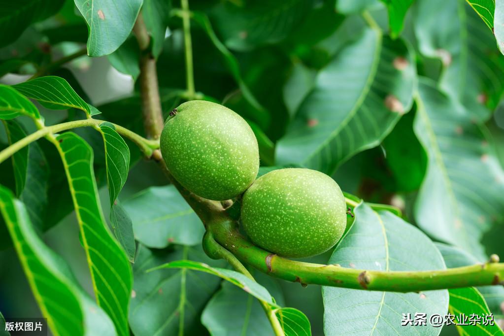 核桃种植收益怎么样_致富核桃种植方法_致富经核桃种植