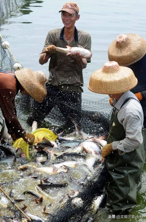 致富经巴沙鱼养殖视频_巴沙鱼养殖致富_养殖巴沙鱼挣钱吗