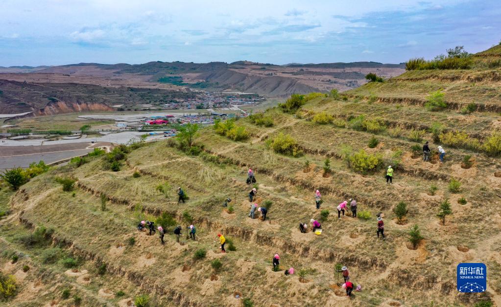 致富经司全军青山羊_致富经青山羊_致富经养殖青山羊视频