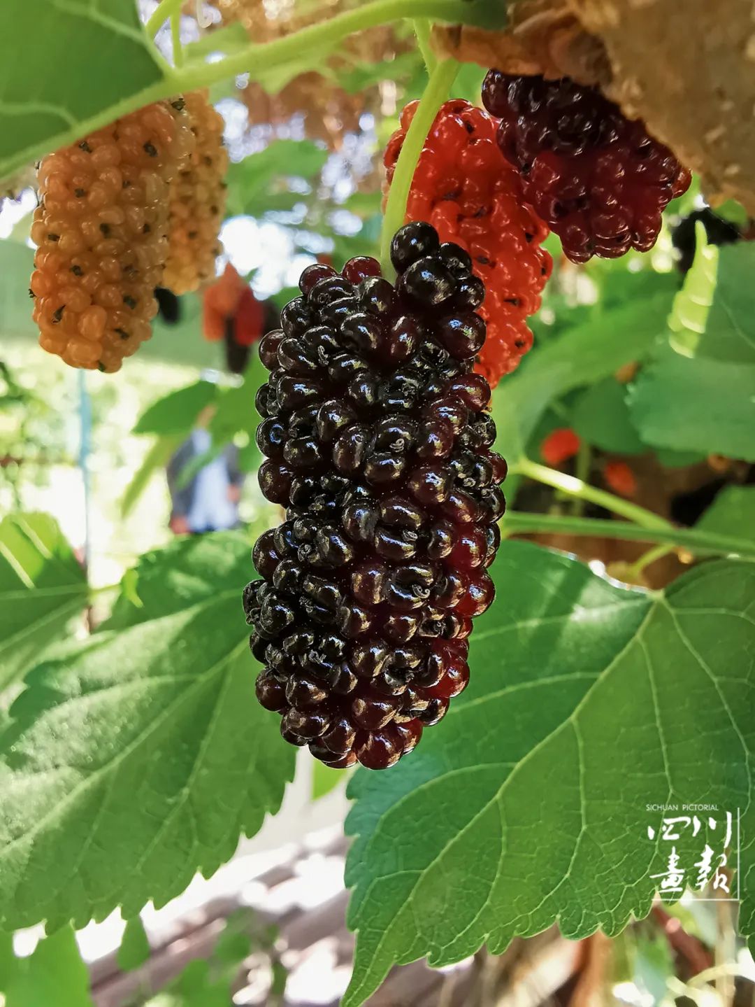 魔芋种植技术cctv7_种植魔芋技术栽种方法_种植魔芋技术与病虫害预防