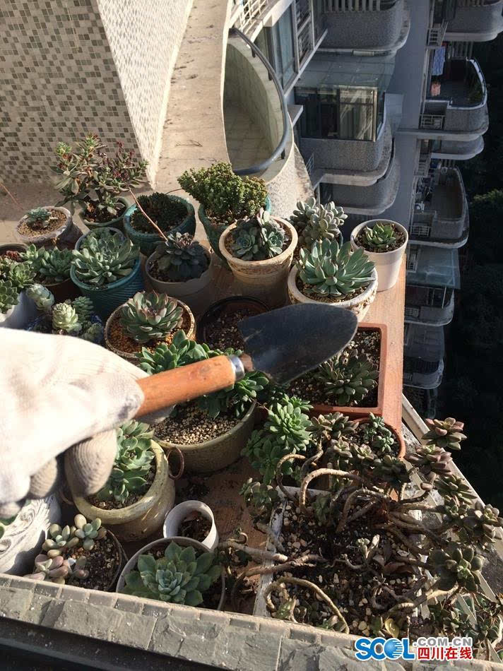 种植多肉的视频_视频致富种植多肉图片_致富经多肉种植视频